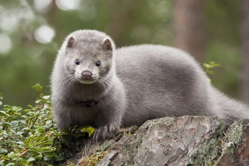 Американская норка (Mustela Vison)