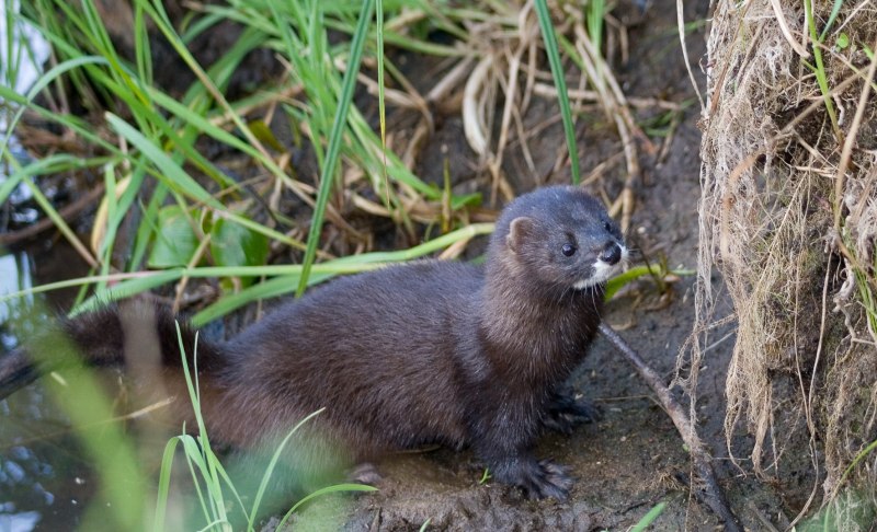 Европейская норка Mustela lutreola (Linnaeus, 1761)