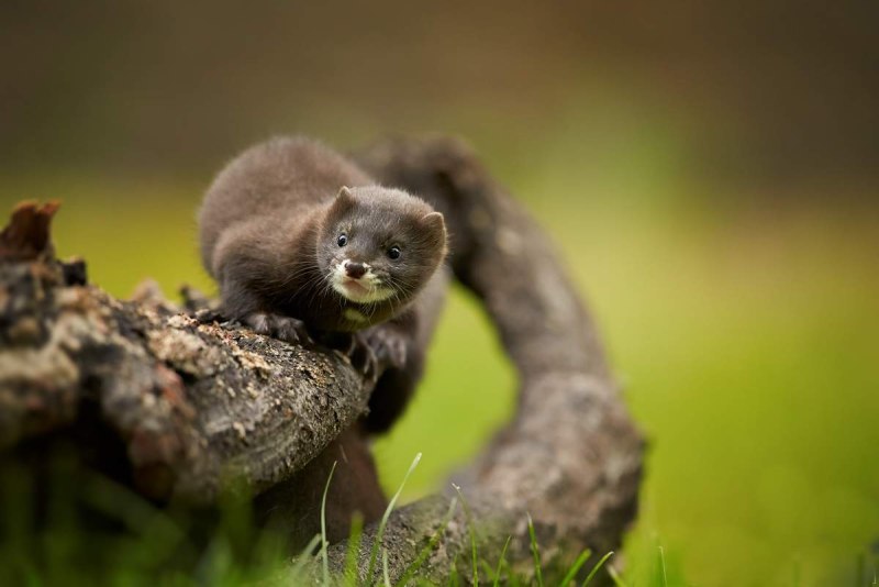 Европейская норка (Mustela lutreola)