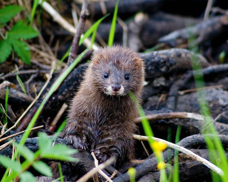 Американская норка (Mustela Vison)