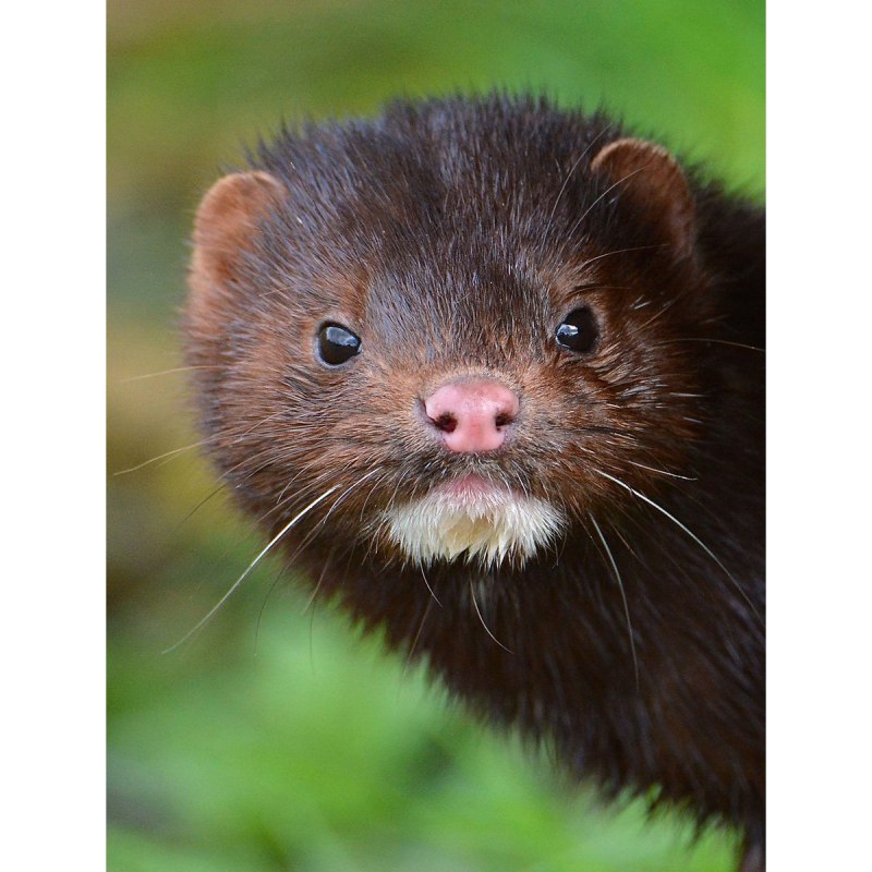 Mustela lutreola норка