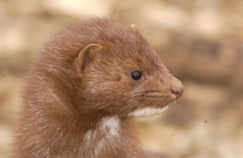 Mustela Vison