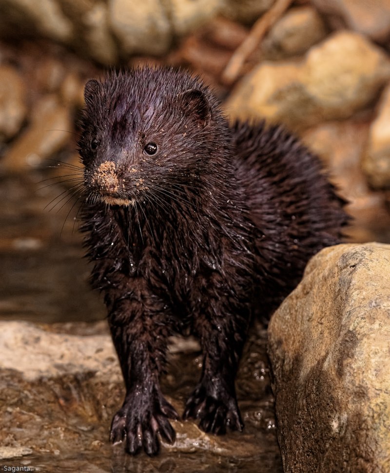 Европейская норка Mustela lutreola (Linnaeus, 1761)