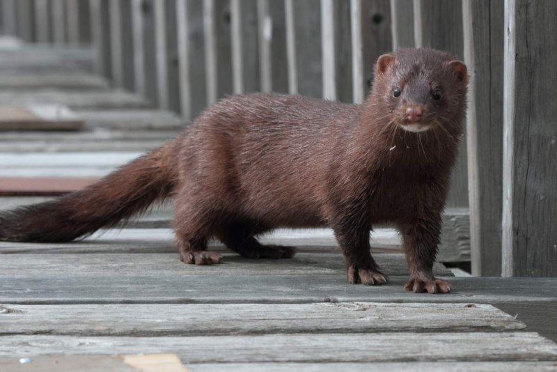 Американская норка (Mustela Vison)