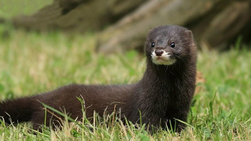 Европейская норка Mustela lutreola (Linnaeus, 1761)