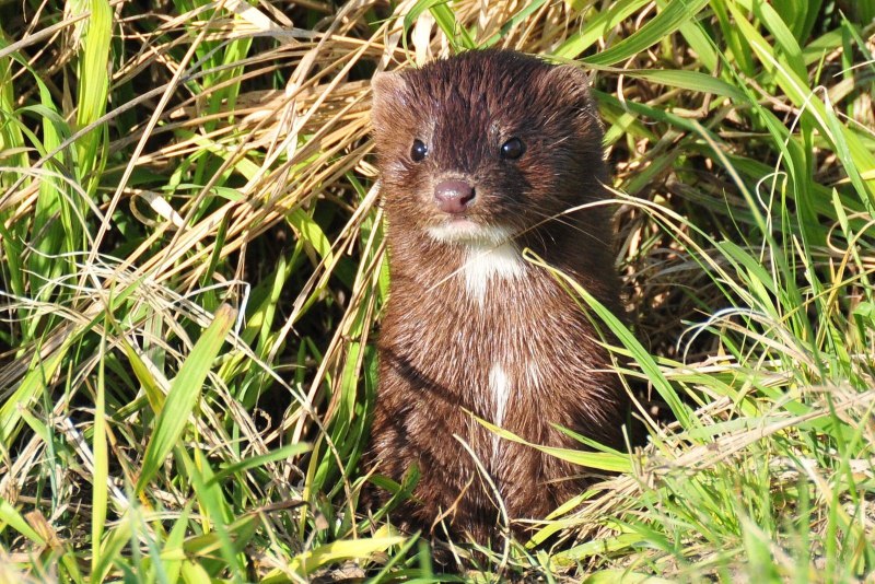 Европейская норка (Mustela lutreola)