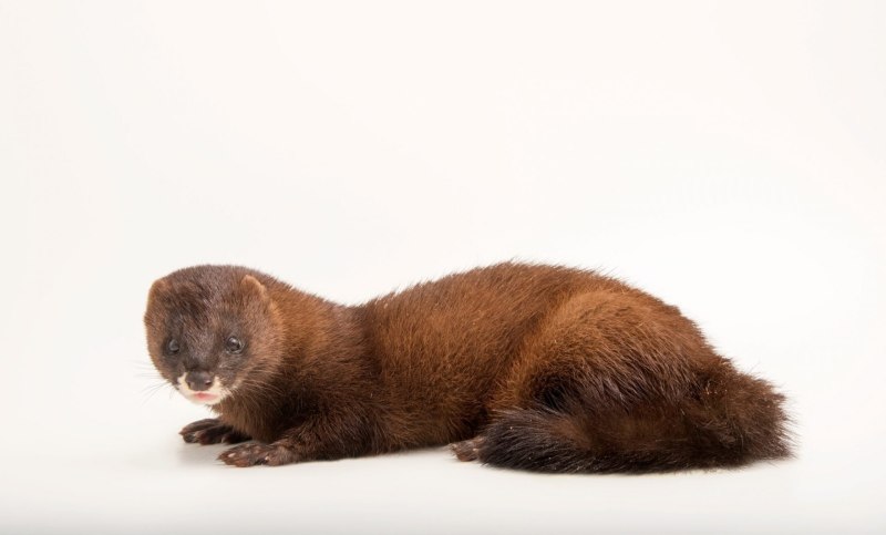 Европейская норка (Mustela lutreola)