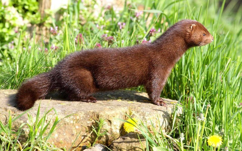 Американская норка (Mustela Vison)
