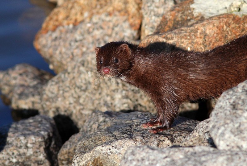Американская норка (Mustela Vison)