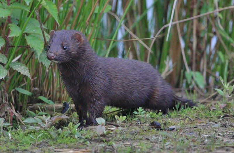 Европейская норка (Mustela lutreola)