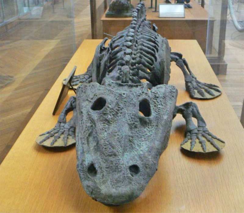 Eryops megacephalus