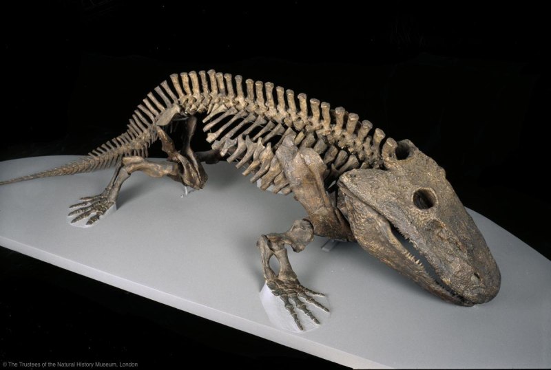 Eryops megacephalus