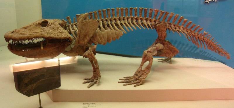 Eryops megacephalus
