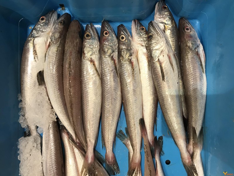 Pescadilla