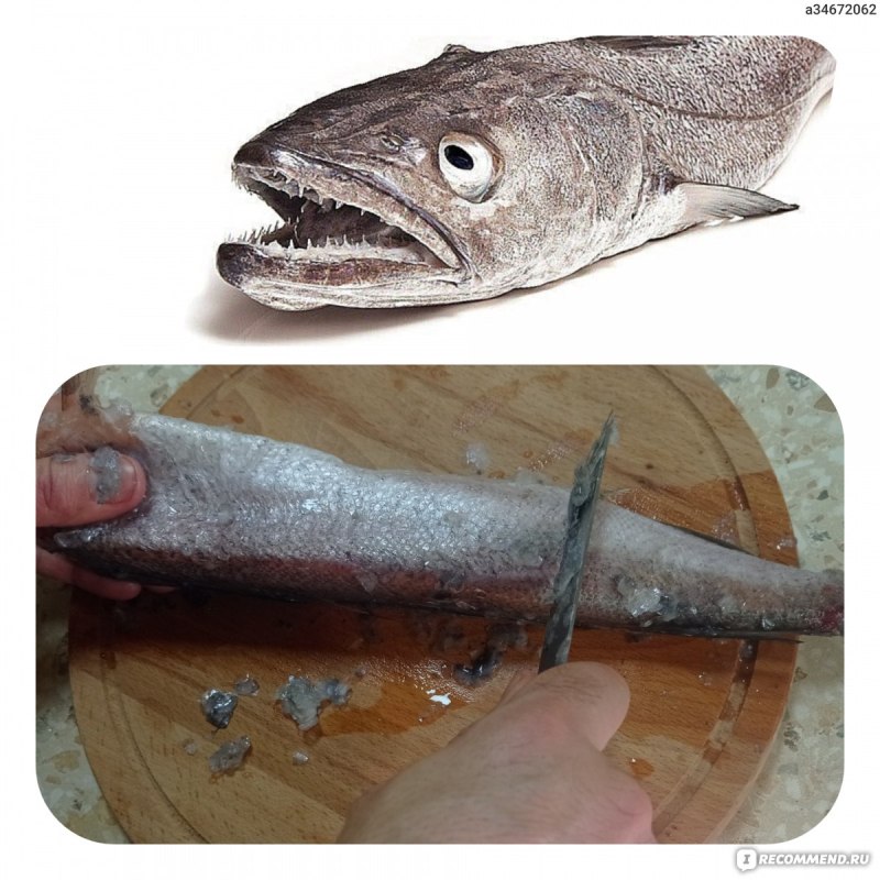 Хек живой