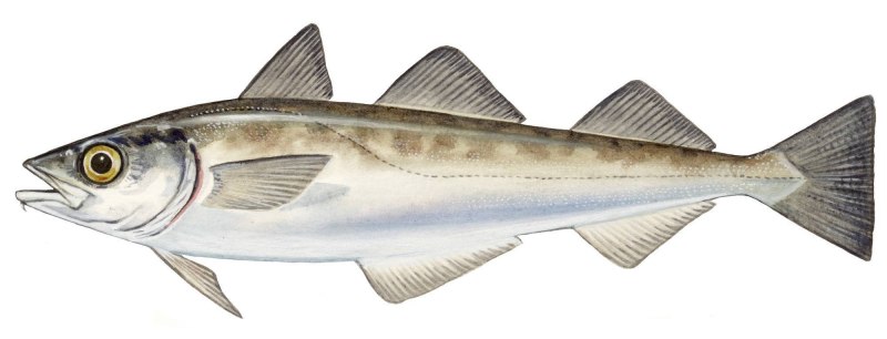 Минтай (Theragra chalcogramma)