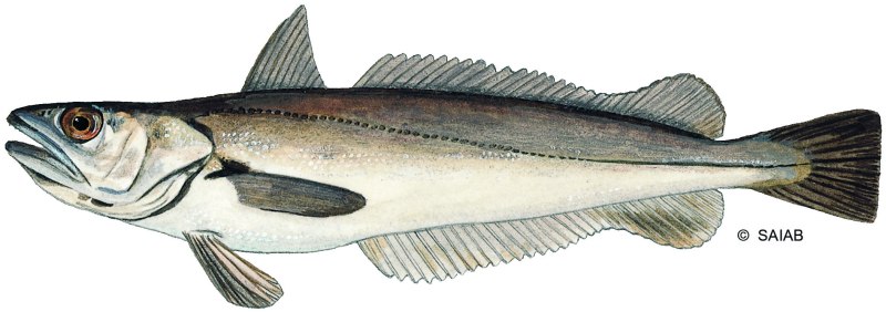 Merluccius capensis