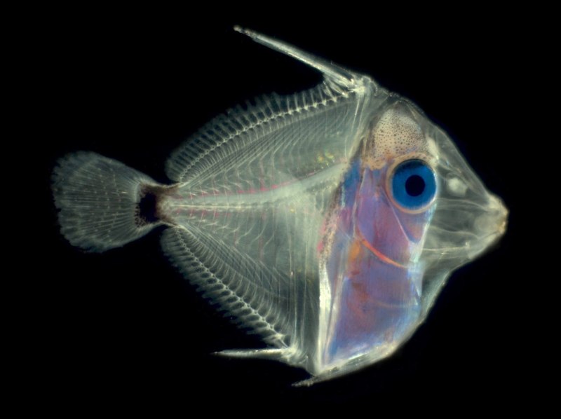 Прозрачная рыбка Micro Tang