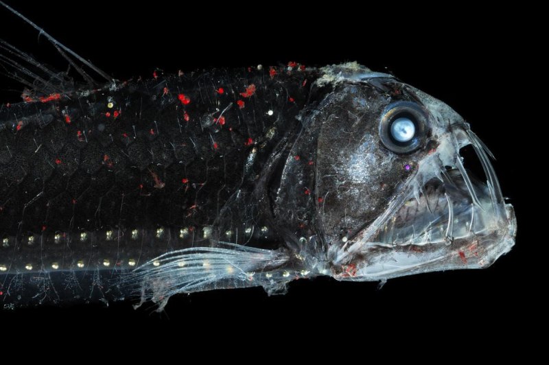 Хаулиоды (Viperfish)