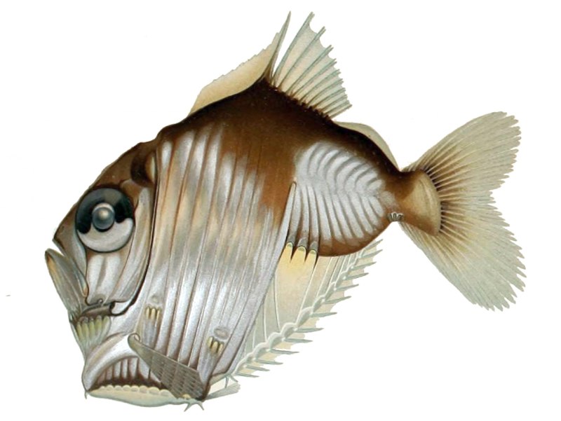 Рыба-топорик (Sternoptychidae)