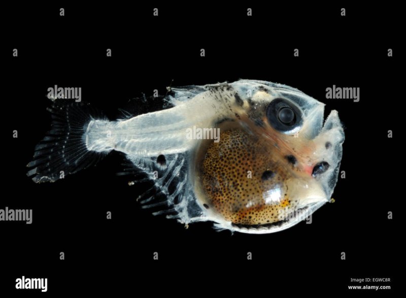 Глубоководная рыба Marine Hatchetfish