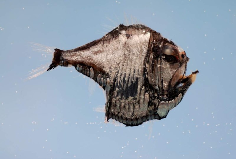 Argyropelecus aculeatus