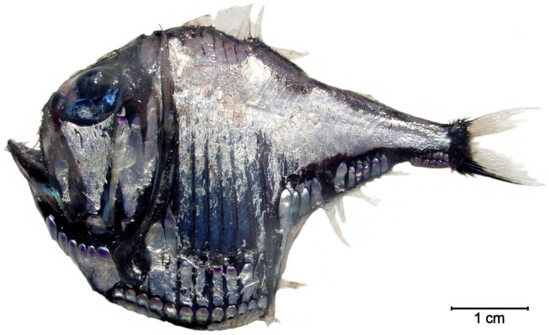 Argyropelecus aculeatus