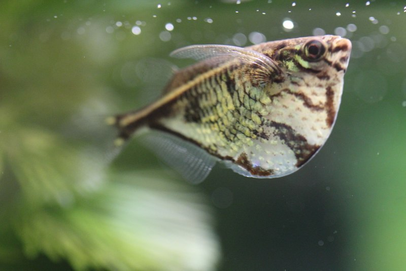 Hatchetfish