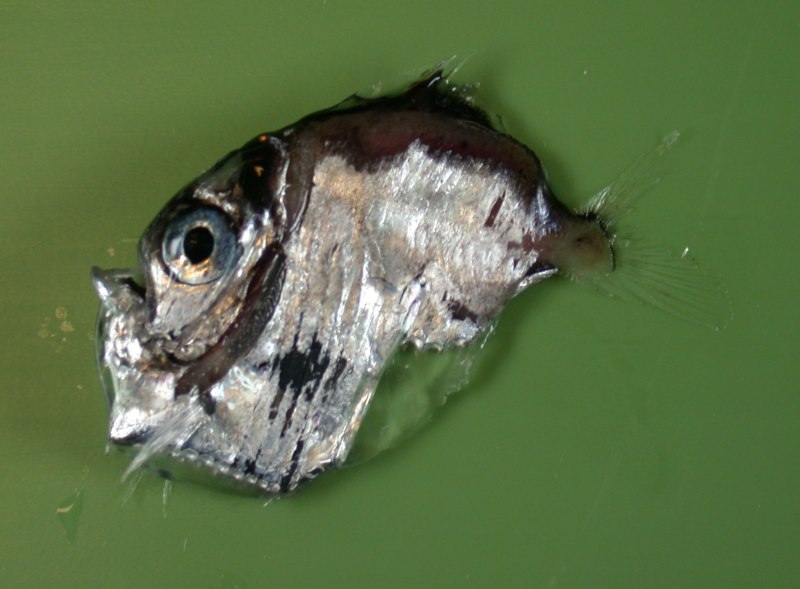 Рыбы топорики(stomiiformes, Sternoptychidae)