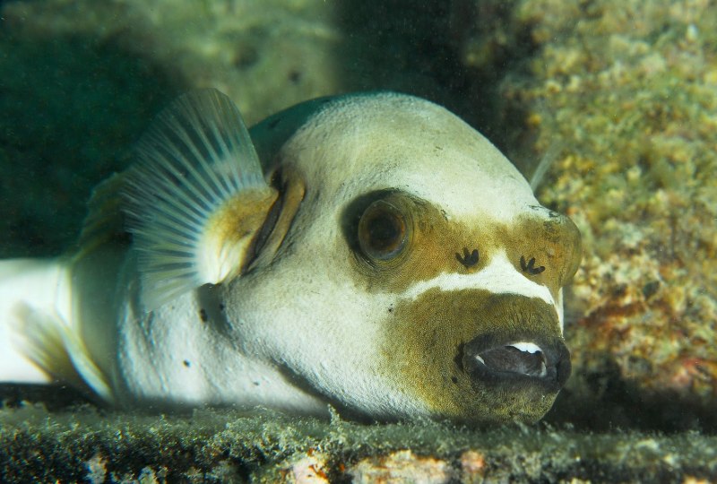 Arothron diadematus