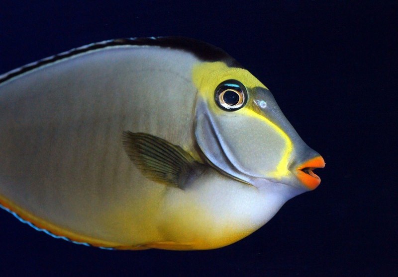 Naso Tang