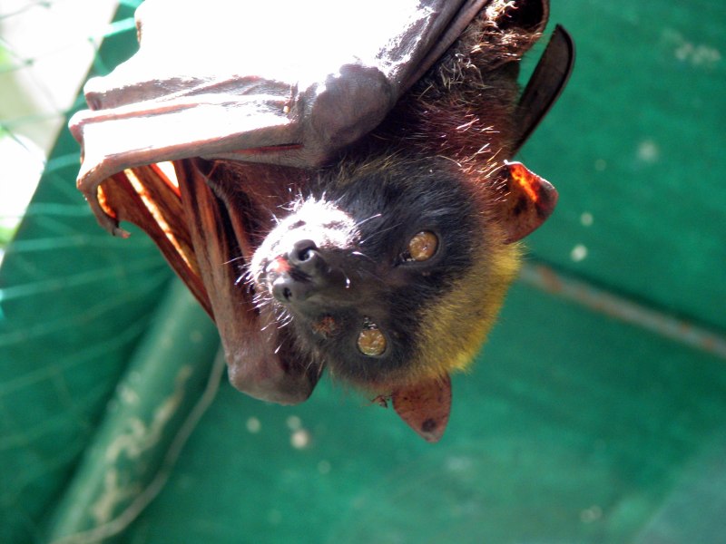 Giant Golden-crowned Flying Fox