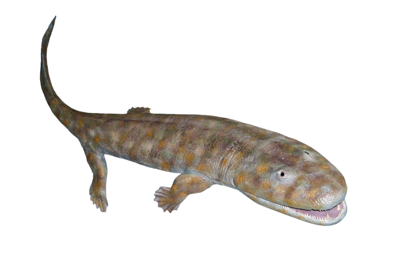 АКАНТОСТЕГА (Acanthostega)