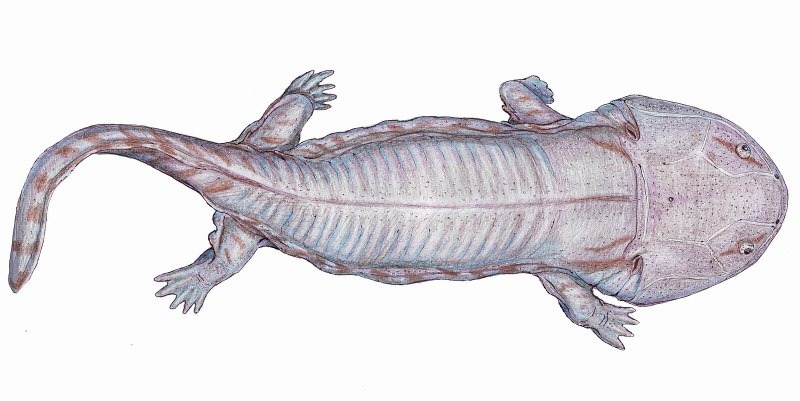 Лабиринтодонты (Labyrinthodontia)