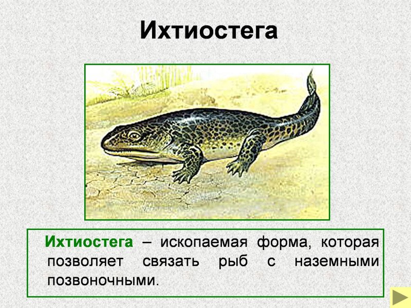 ИХТИОСТЕГ переходные формы