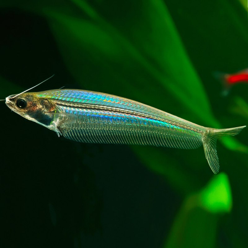 Индийский стеклянный сом (Kryptopterus bicirrhis)