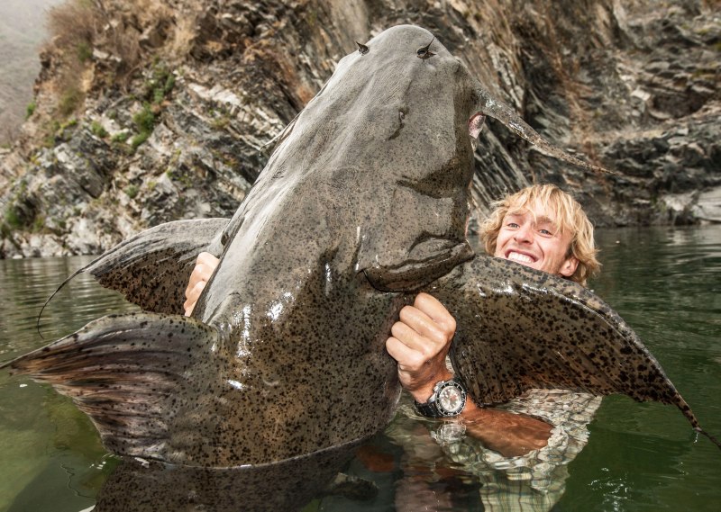 Goonch Catfish
