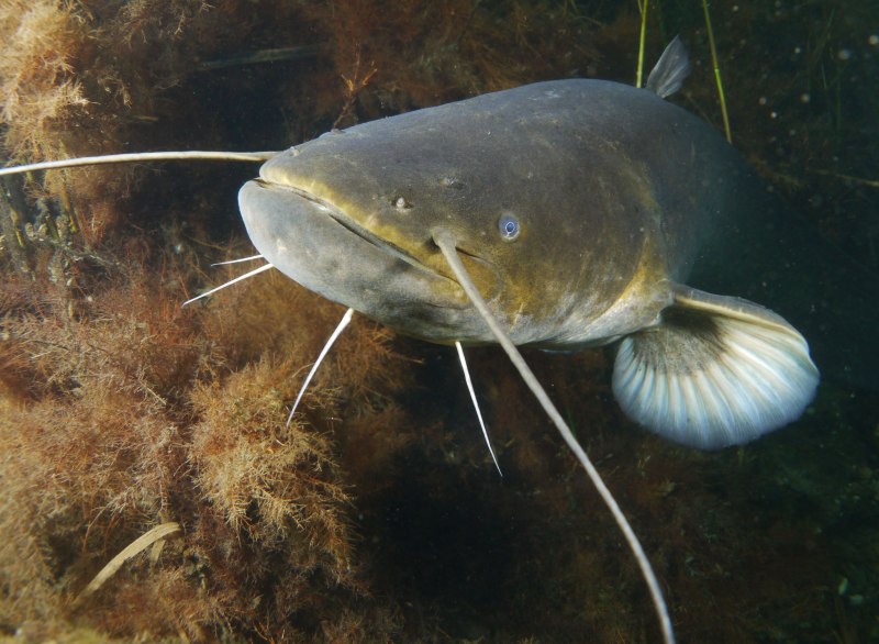 Обыкнове́нный сом Silurus GLANIS)