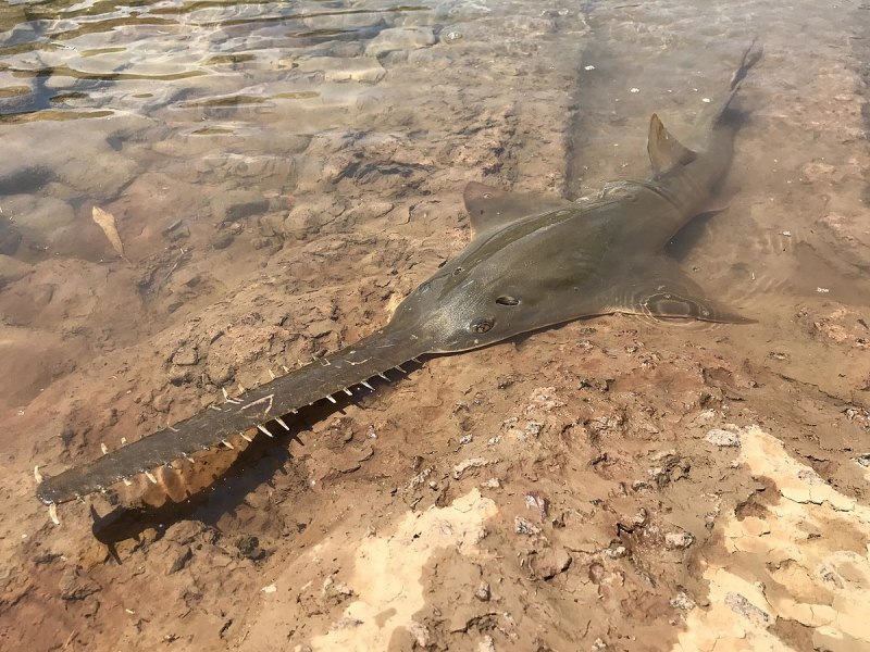 Largetooth Sawfish