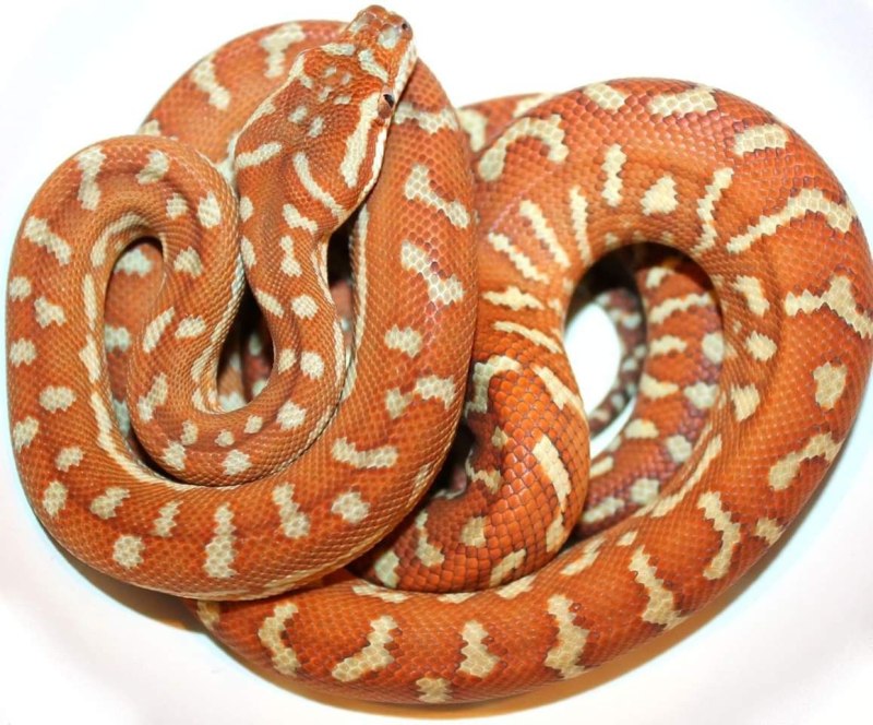 Morelia clastolepsis