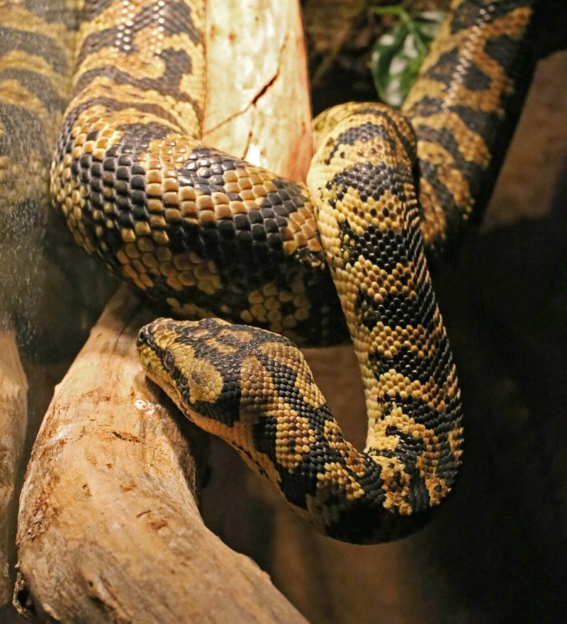 Ковровый питон Morelia spilota variegata