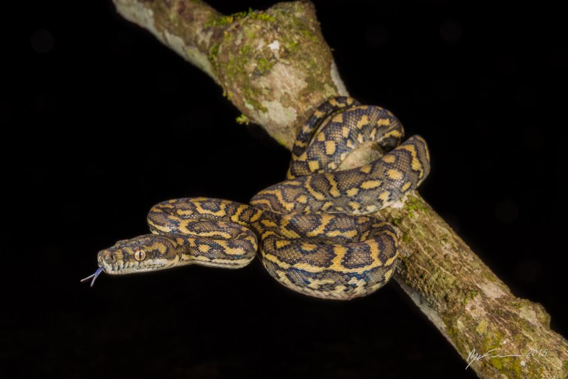 Morelia spilota mcdowelli