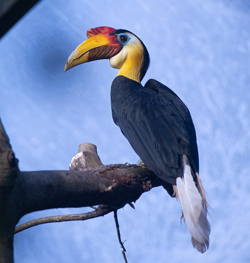 Rhabdotorrhinus corrugatus