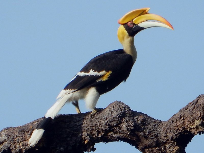 Great Hornbill