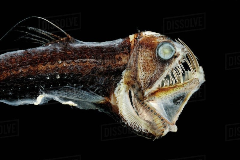 Хаулиод обыкновенный (Chauliodus sloani)
