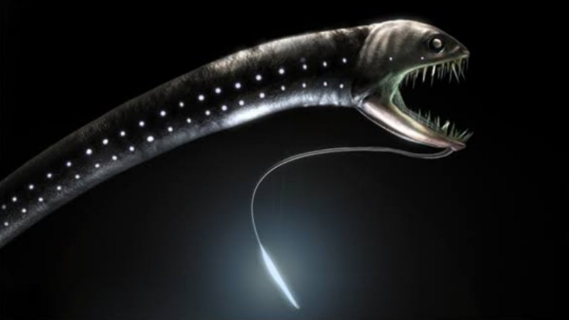 Черная рыба дракон Idiacanthus