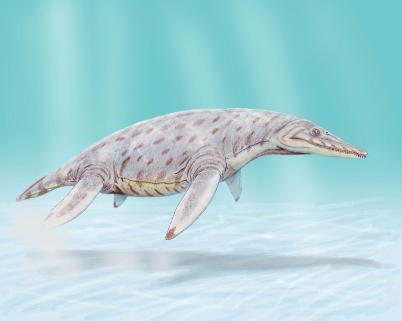 Pliosaurus irgisensis