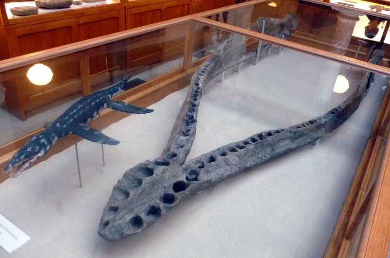 Pliosaurus irgisensis