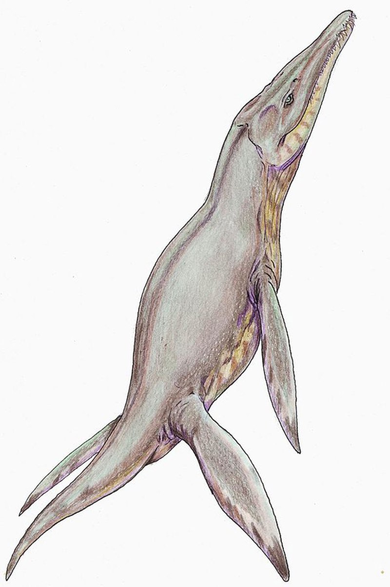 Pliosaurus brachydeirus