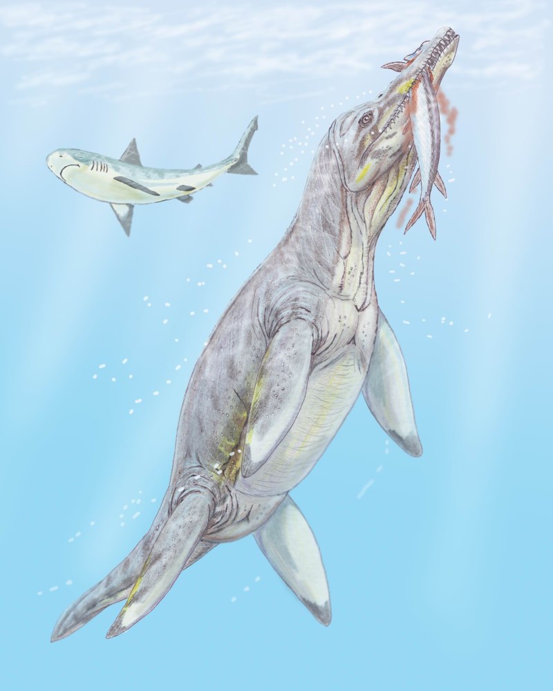Pliosaurus brachydeirus